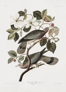Brand Tailed Pigeon from Birds of America (1827) by John James Audubon