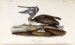 Brown Pelican