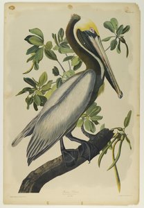Brown Pelican by John James Audubon