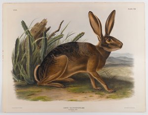 California hare, 1847
