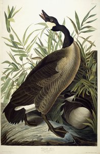 Canada Goose, c.1827-1838 by John James Audubon