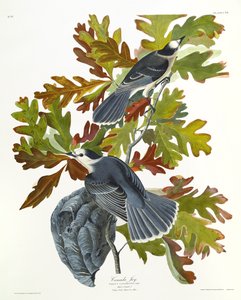 Canada Jay