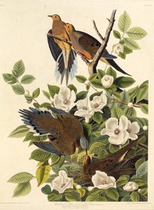 Carolina Pigeon or Carolina Turtledove. From The Birds of America