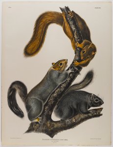 Cat Squirrel by John James Audubon