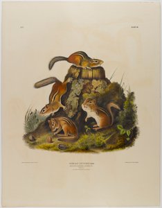 Chipping Squirrel Hackee by John James Audubon