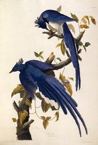 Columbia Jay Garrulus ultramarinus. From The Birds of America, 1827-1838