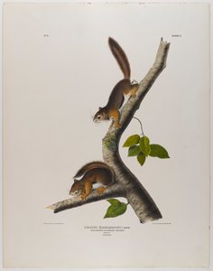 Columbian Squirrel by John James Audubon