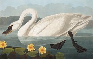 Common American Swan, Cygnus Americanus, from The Birds of America by John J. Audubon, pub. 1827-38 by John James Audubon