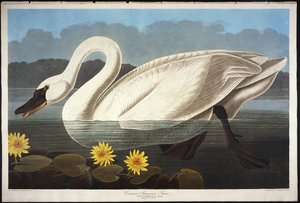 Common American Swan. Whistling Swan by John James Audubon