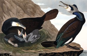 Common Cormorant, Phalacrocorax Carbo, from 