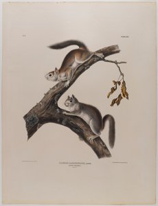 Downy Squirrel by John James Audubon
