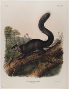 Dusky squirrel