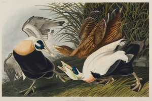 Eider Duck, 1835 by John James Audubon