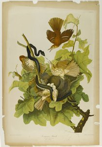 Ferruginous Thrush