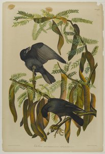 Fish Crow by John James Audubon