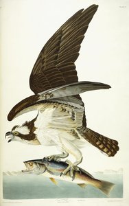 Fish Hawk by John James Audubon