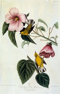 Flowers and Birds