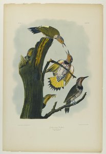 Golden-winged Woodpecker by John James Audubon