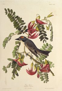 Gray Tyrant. From The Birds of America, 1827-1838 by John James Audubon