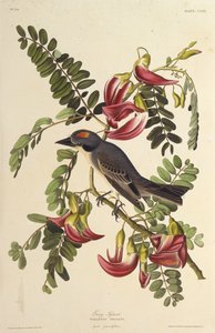 Gray Tyrant. From The Birds of America, 1827-1838 by John James Audubon