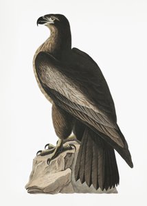 Great American Sea Eagle from Birds of America (1827) by John James Audubon