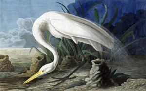Great Egret, Casmerodius Albus, from The Birds of America by John James Audubon