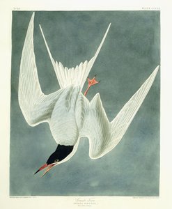 Great Turn, Male, Spring Plumage