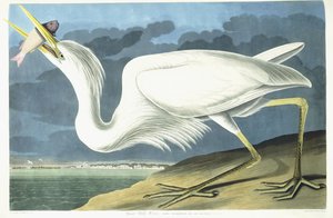 Great White Heron, Male Adult, Spring Plumage