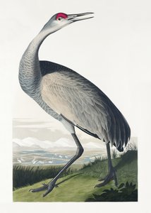 Hooping Crane from Birds of America (1827) by John James Audubon