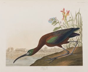 Illustration from 