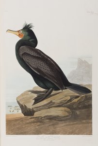 Illustration from 