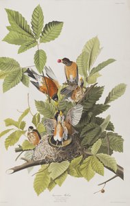 Illustration from 