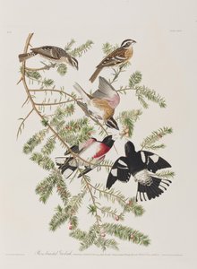 Illustration from 