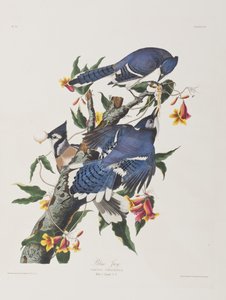 Illustration from 