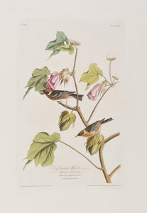 Illustration from 