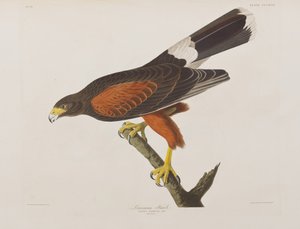Illustration from 