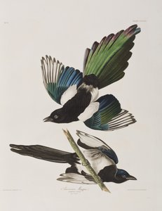 Illustration from 