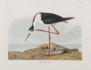 Illustration from 