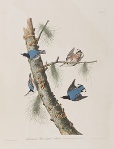 Illustration from 