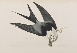 Illustration from 