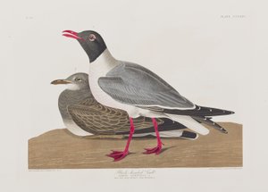 Illustration from 