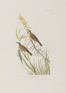 Illustration from 