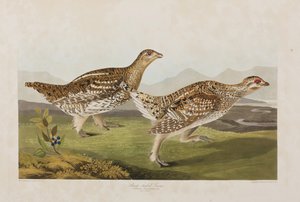 Illustration from 