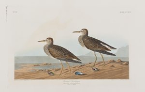 Illustration from 