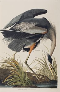 Illustration from 