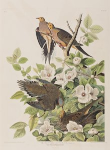 Illustration from 
