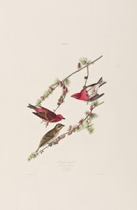 Illustration from 
