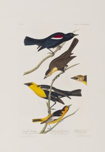 Illustration from 