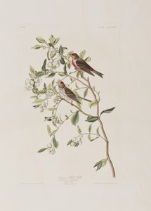 Illustration from 