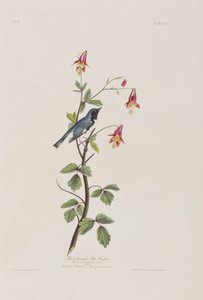 Illustration from 